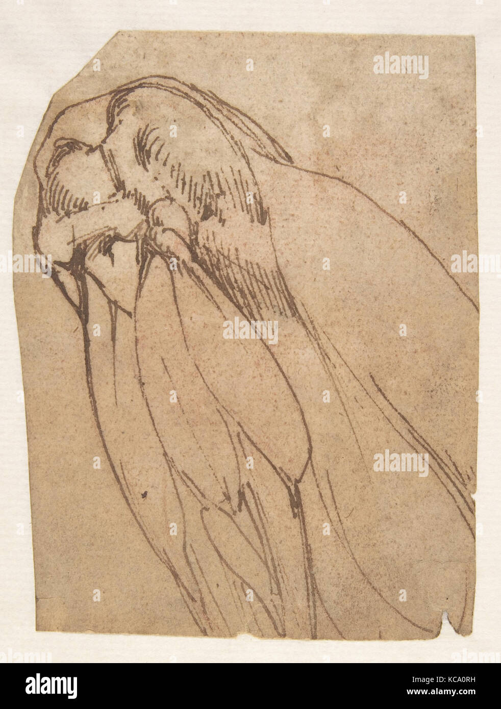 Studio anatomico di un ginocchio, scuola di Michelangelo Buonarroti, 1475-1564 Foto Stock