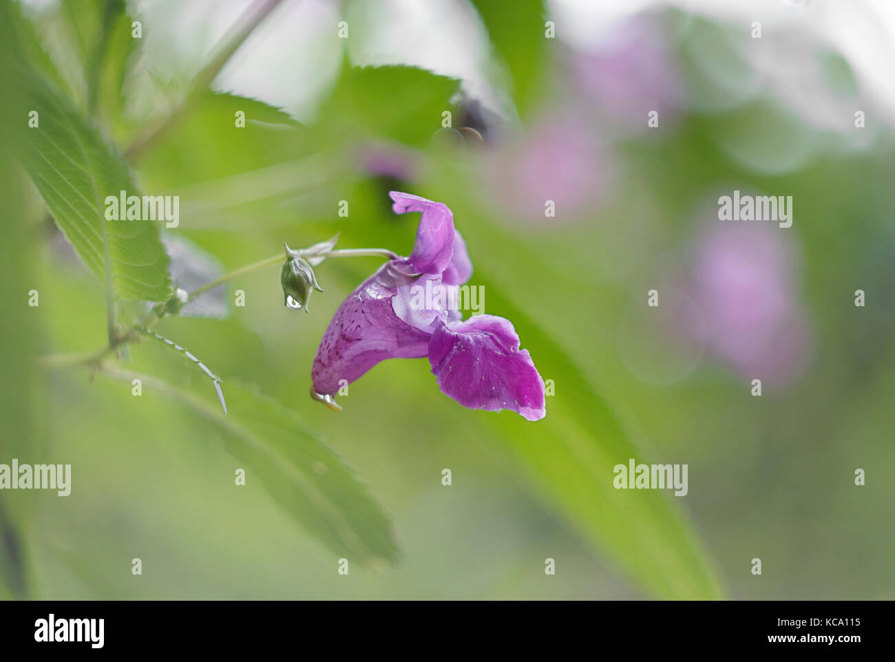 Impatiens glandulifera, fiore singolo con dorso verde Foto Stock