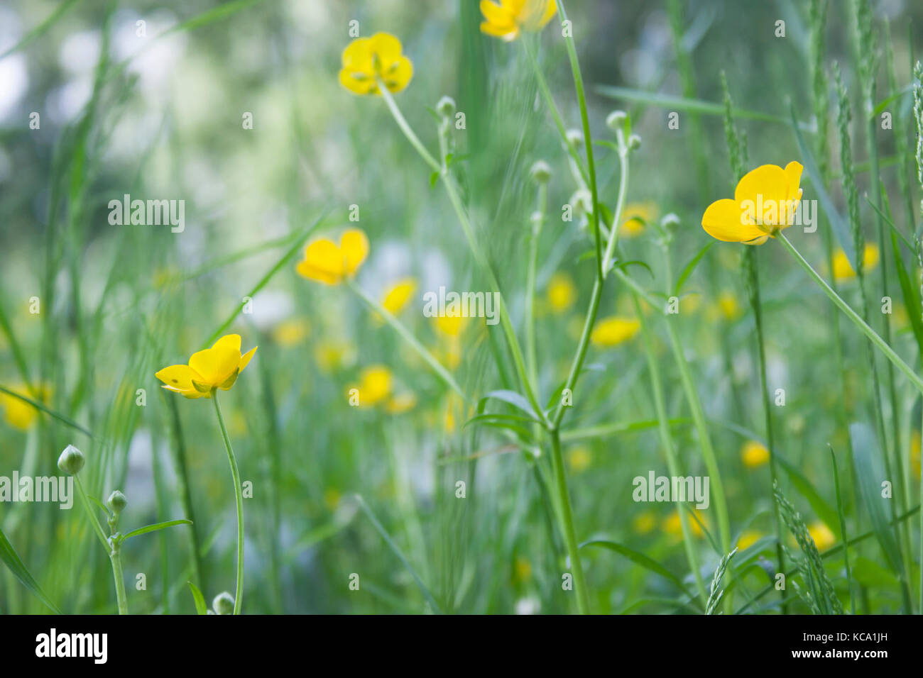 Ranuncolo, fiori gialli in verde da sogno Foto Stock