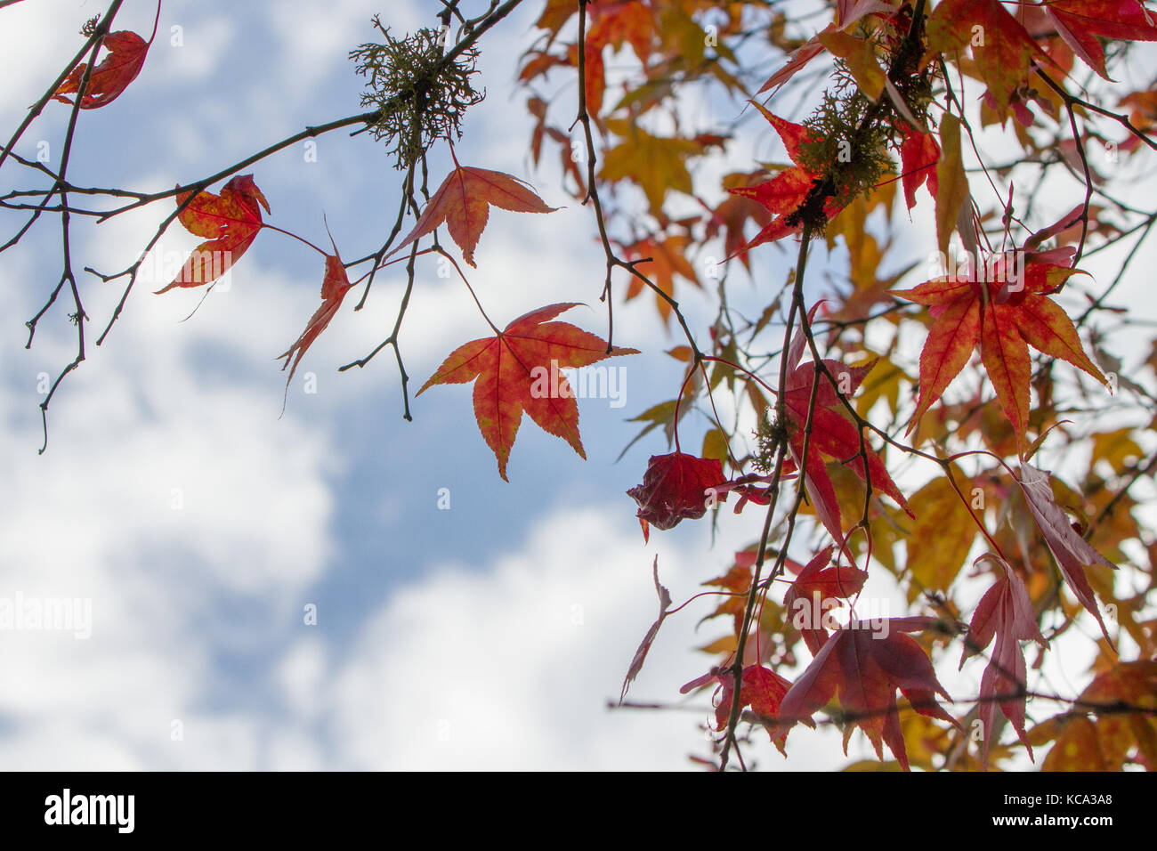 Autunno o caduta foglie rosse con spazio per il testo. A Westonbirt, REGNO UNITO Foto Stock