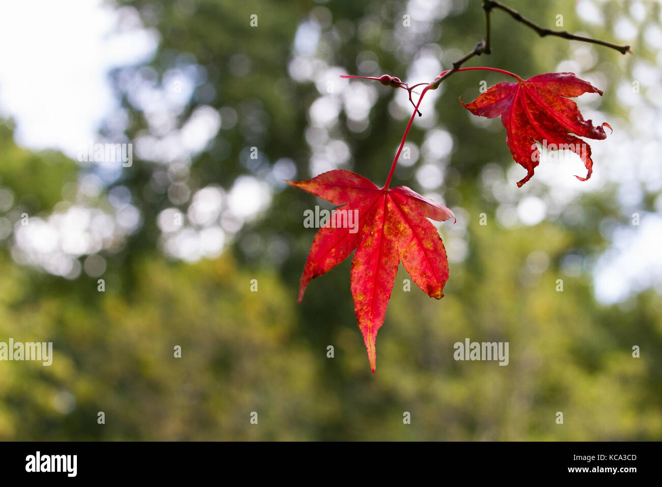Autunno o caduta foglie rosse con spazio per il testo. A Westonbirt, REGNO UNITO Foto Stock