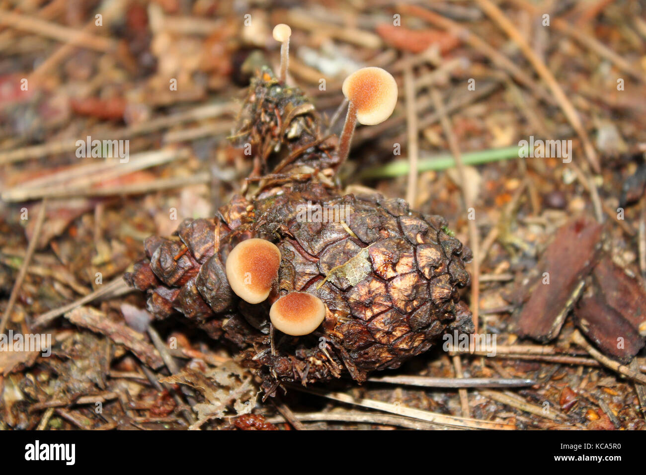 Fungo Earpick Auriscalpium vulgare Saprobic su Pine Pinus sylvestris Cone Foto Stock