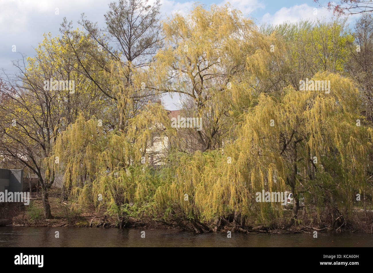Willow lungo il fiume Charles, Watertown, MA Foto Stock