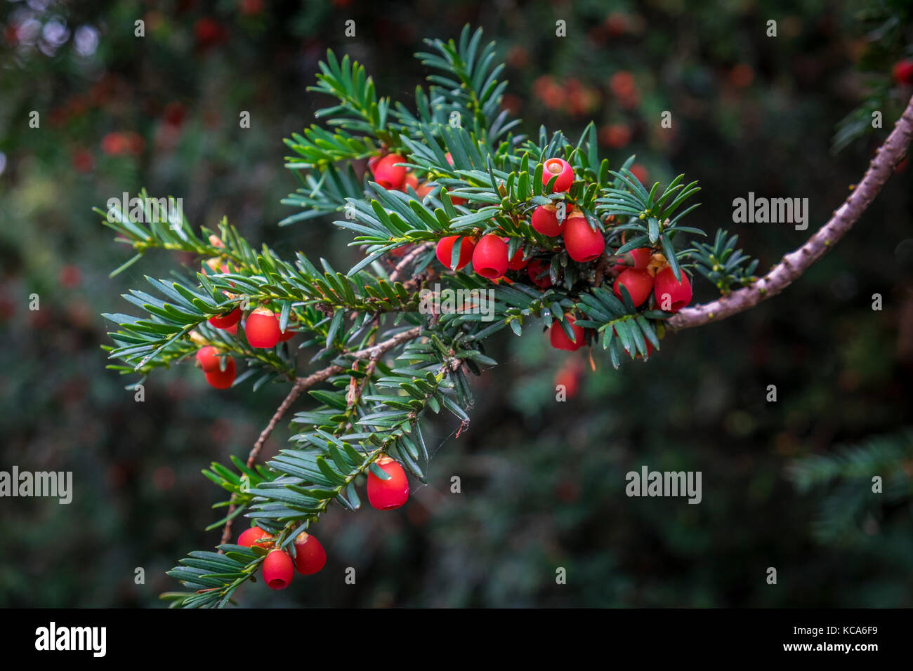 Yew Tree bacche su un albero di Yew, Taxus baccata. Suffolk in Inghilterra. Foto Stock