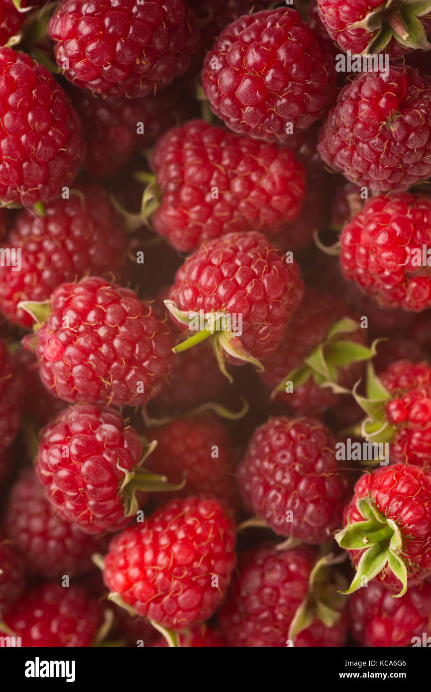 Un sacco di rosso lampone maturo come sfondo. Close up fresche biologiche di frutti di bosco dolce. Foto Stock