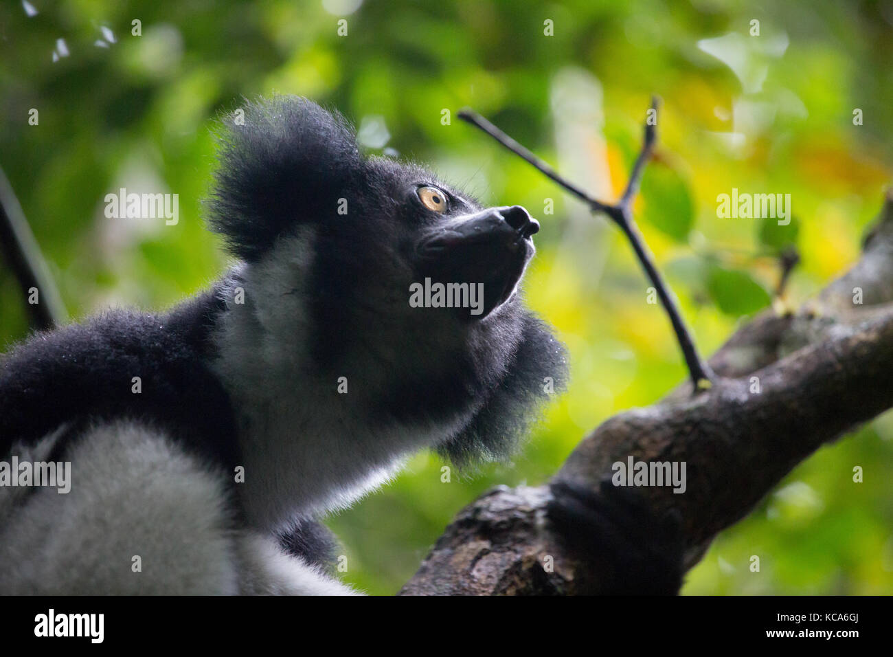 Indri Indri Lemur di riposo in ombra di albero canopy, Andasibe-Mantadia National Park, Madagascar, 2017 Foto Stock