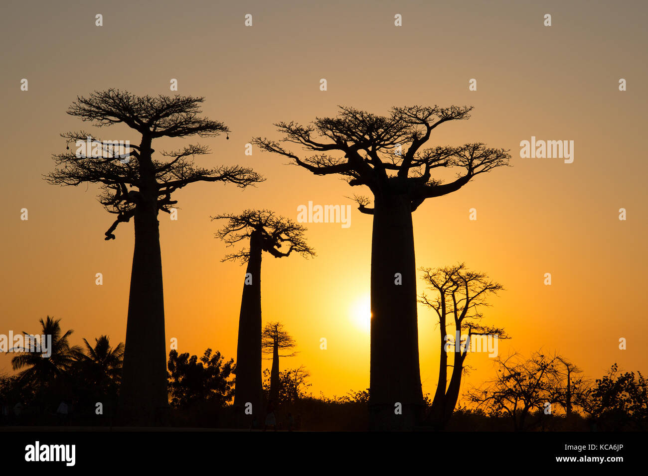 Tramonto a Baobab avenue, Menabe, Madagascar, 2017 Foto Stock