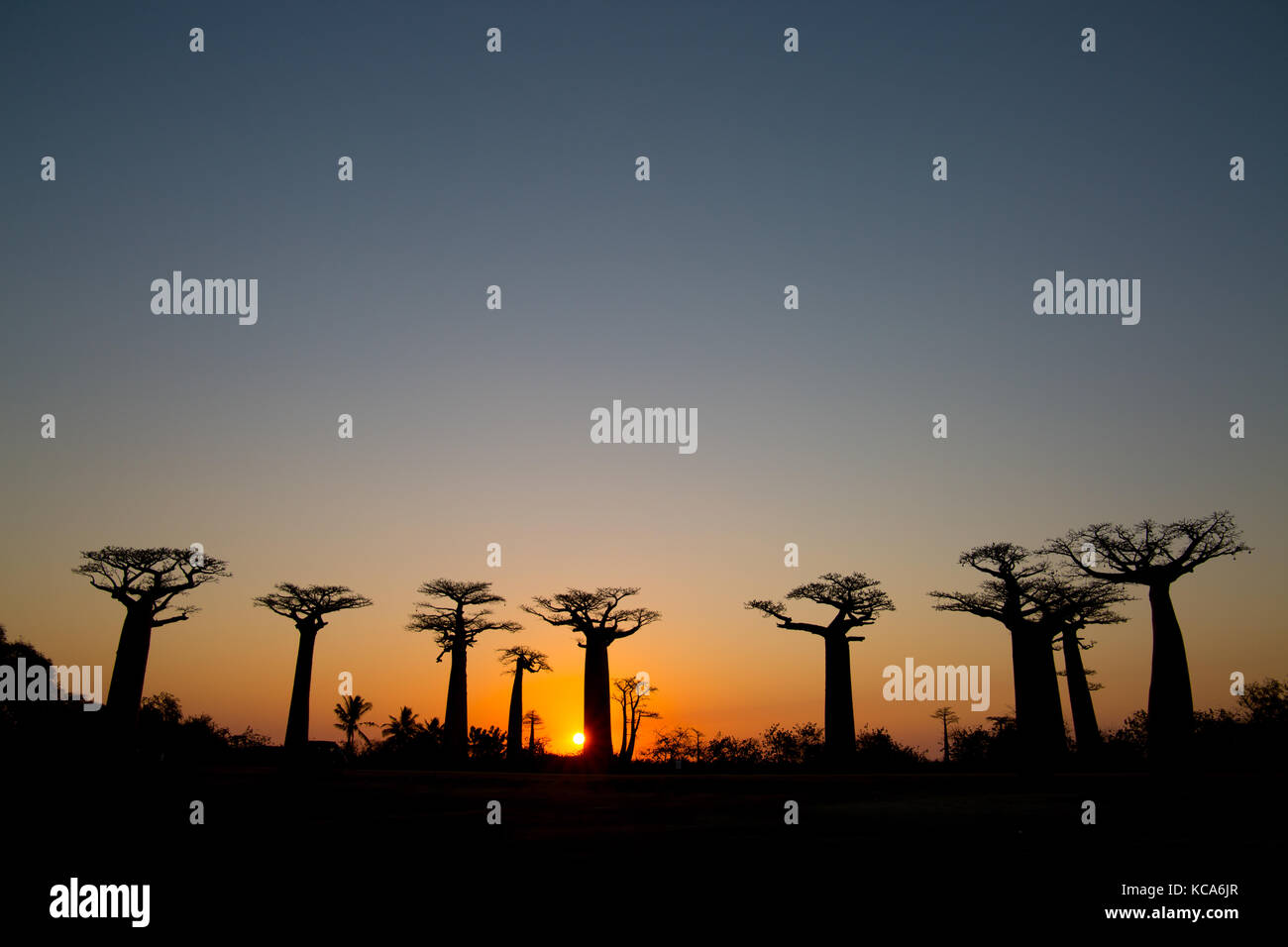 Tramonto a Baobab avenue, Menabe, Madagascar, 2017 Foto Stock