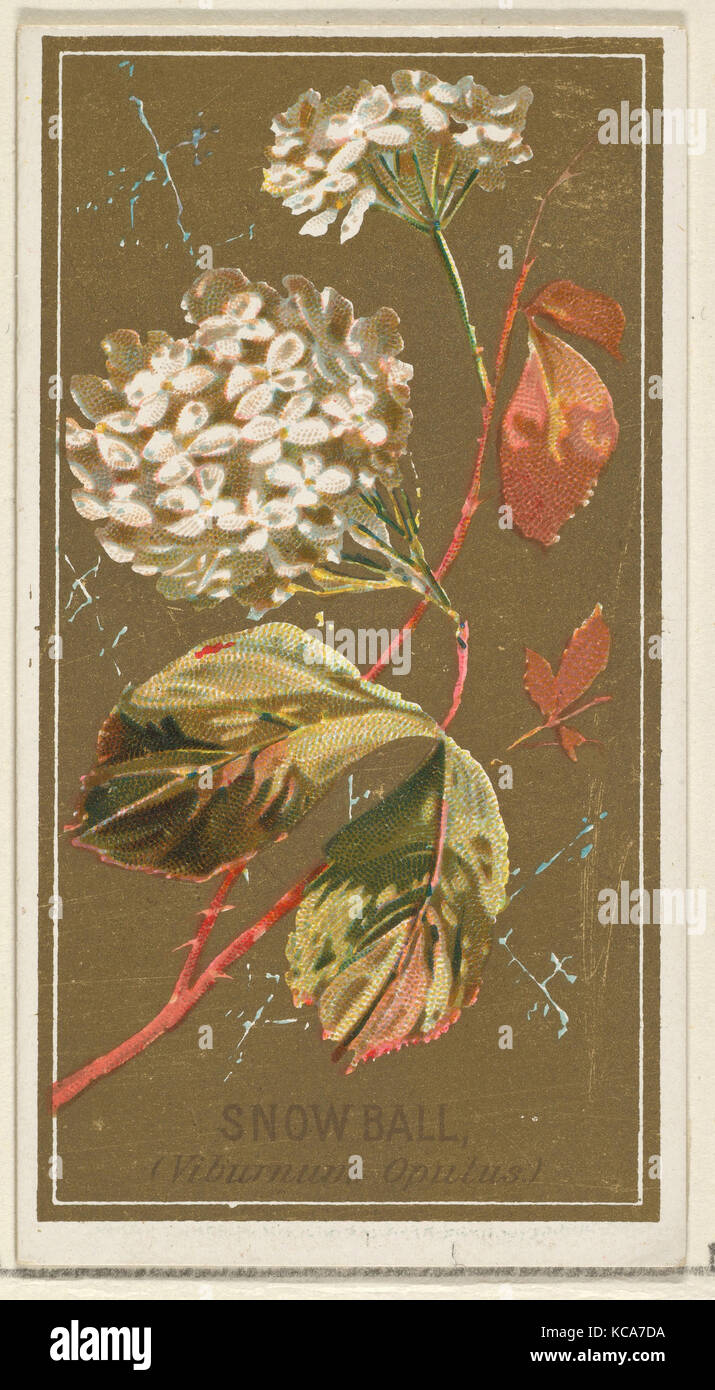 Snowball (Viburnum Oputus), dai fiori serie per il vecchio giudice sigarette, 1890 Foto Stock