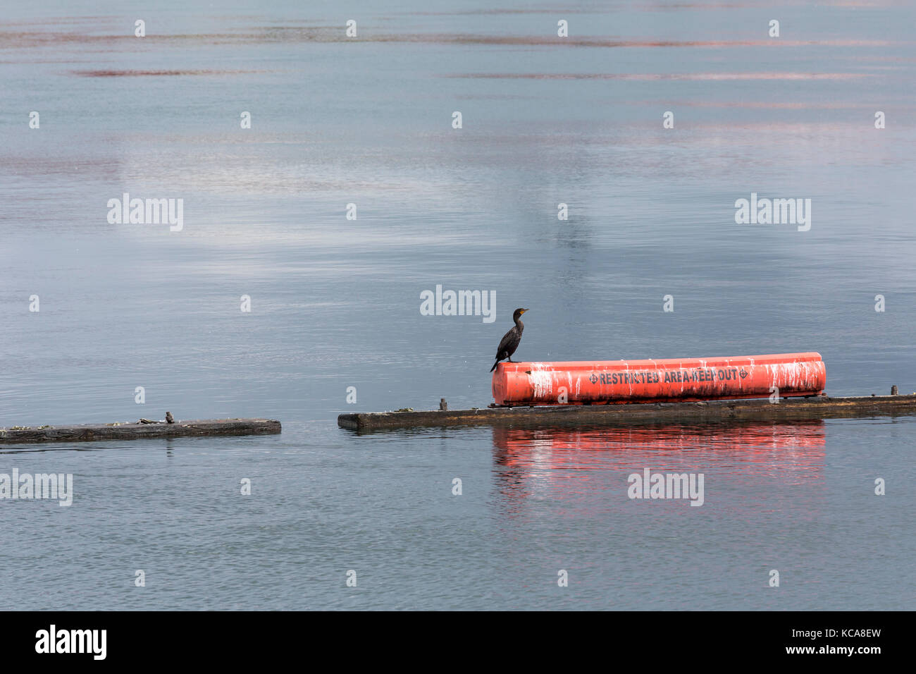 Sault Ste Marie, ontario canada - un doppio di cormorani crestato su una barriera al di sopra di un impianto di potenza sulla st. Mary river, appena al di sopra del soo serrature. Foto Stock