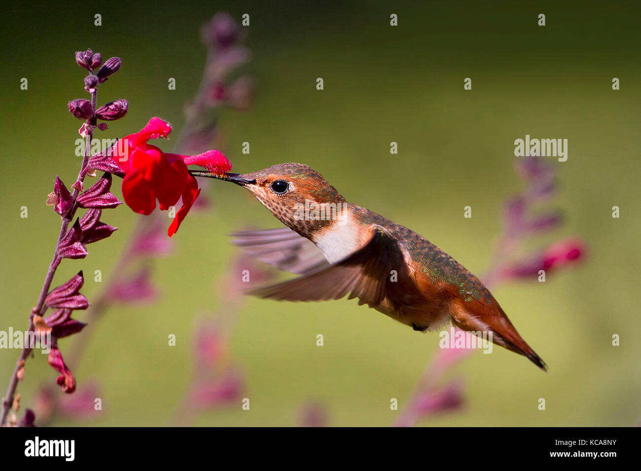 Allen hummingbird alimentazione e impollinare i fiori Foto Stock