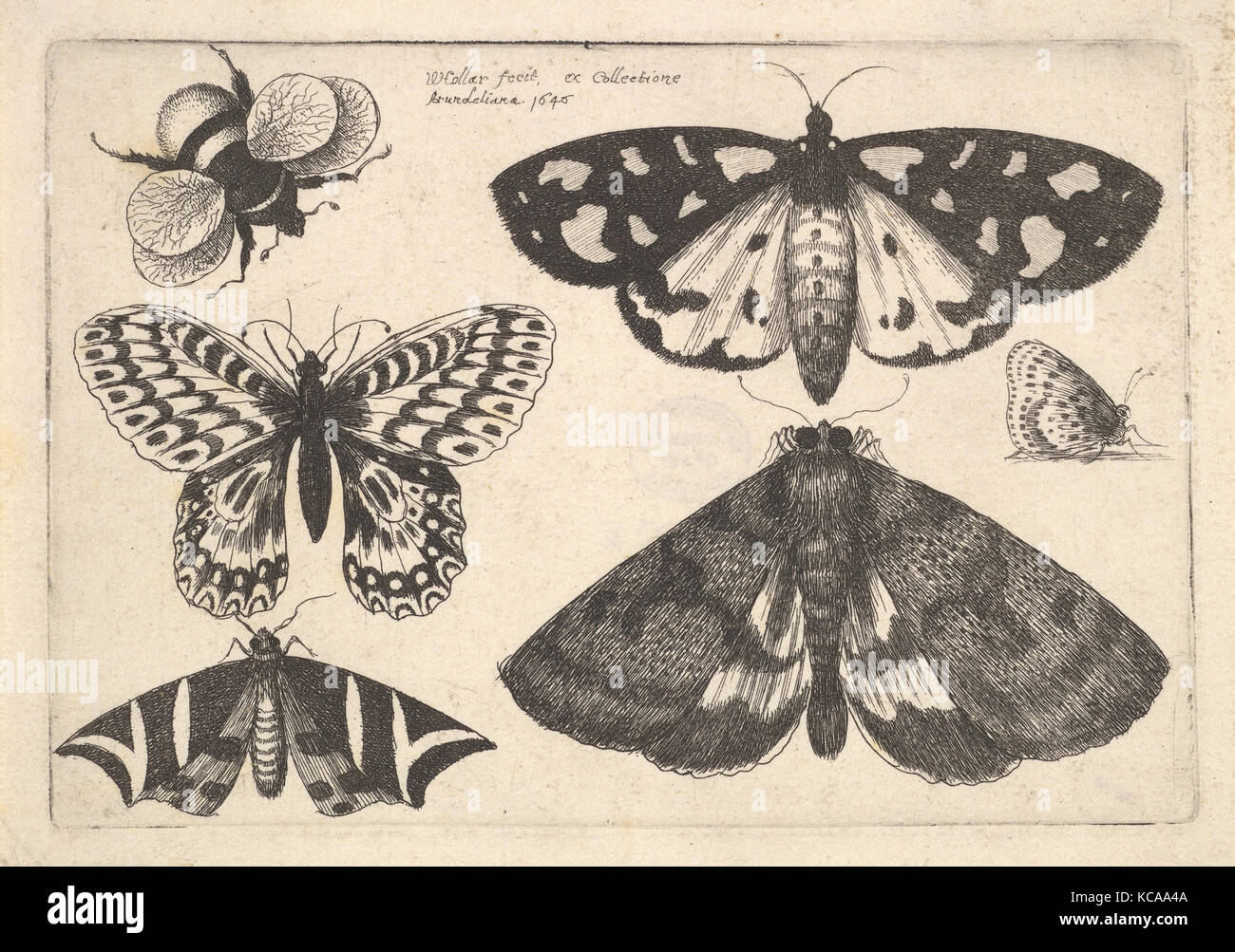 Tre falene, due farfalle e un Bumble Bee, Wenceslaus Hollar, 1646 Foto Stock