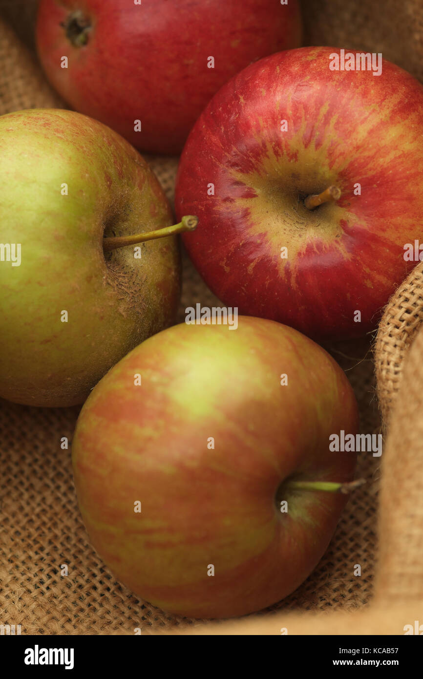 Red Pippin mele su un sfondo di Hesse Foto Stock