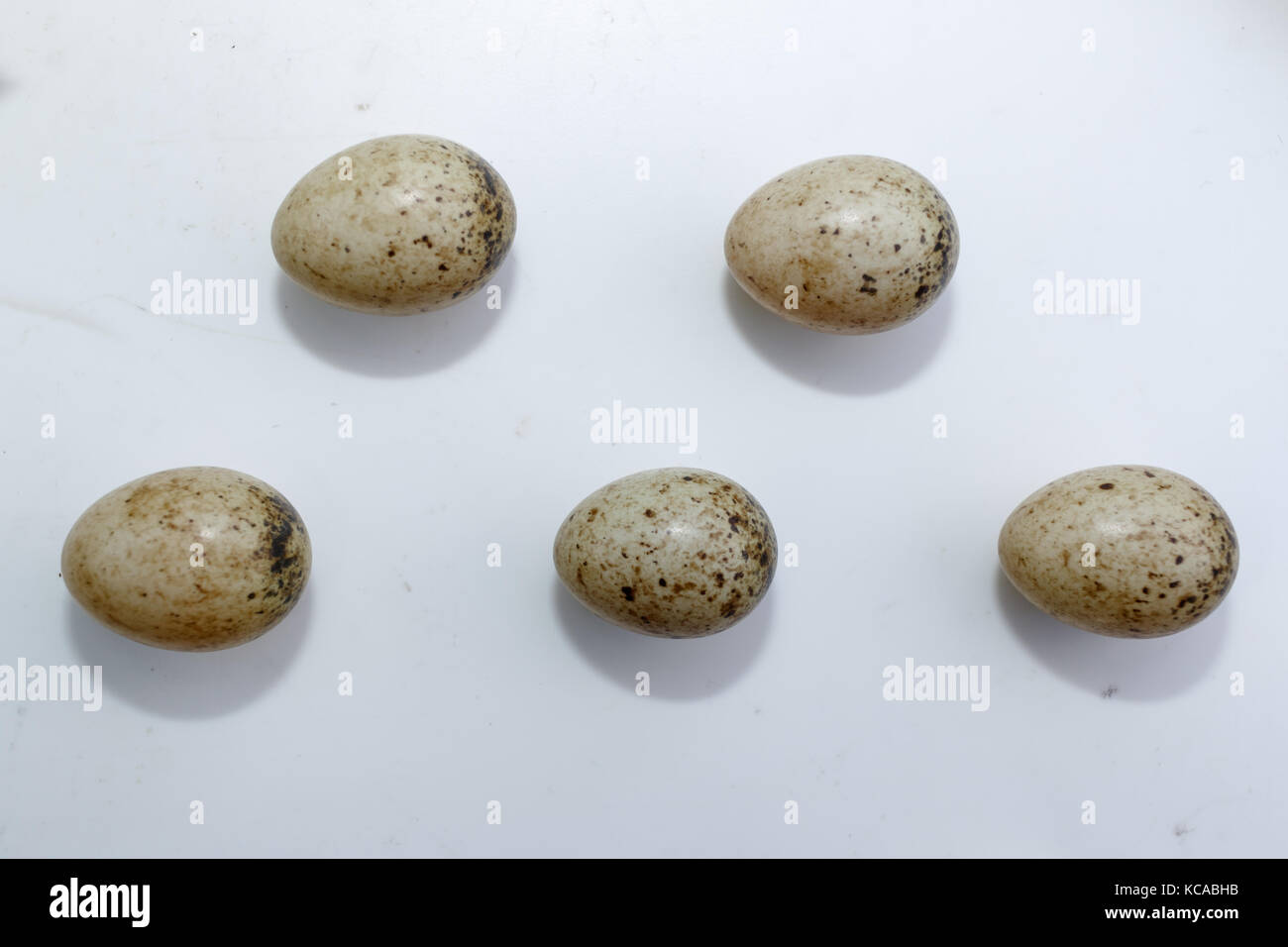 Regione di Ryazan, zona di Pronsky. Russia. Гнездо. Sylvia communis. Le uova della Whitefaringl davanti a sfondo bianco, isolato. Foto Stock