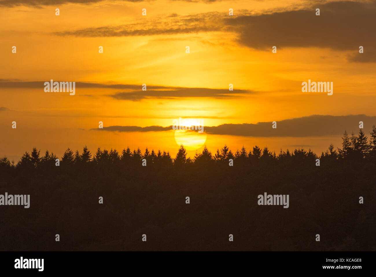 Caldo sole e un glorioso tramonto arancione sopra un orizzonte alberato Foto Stock