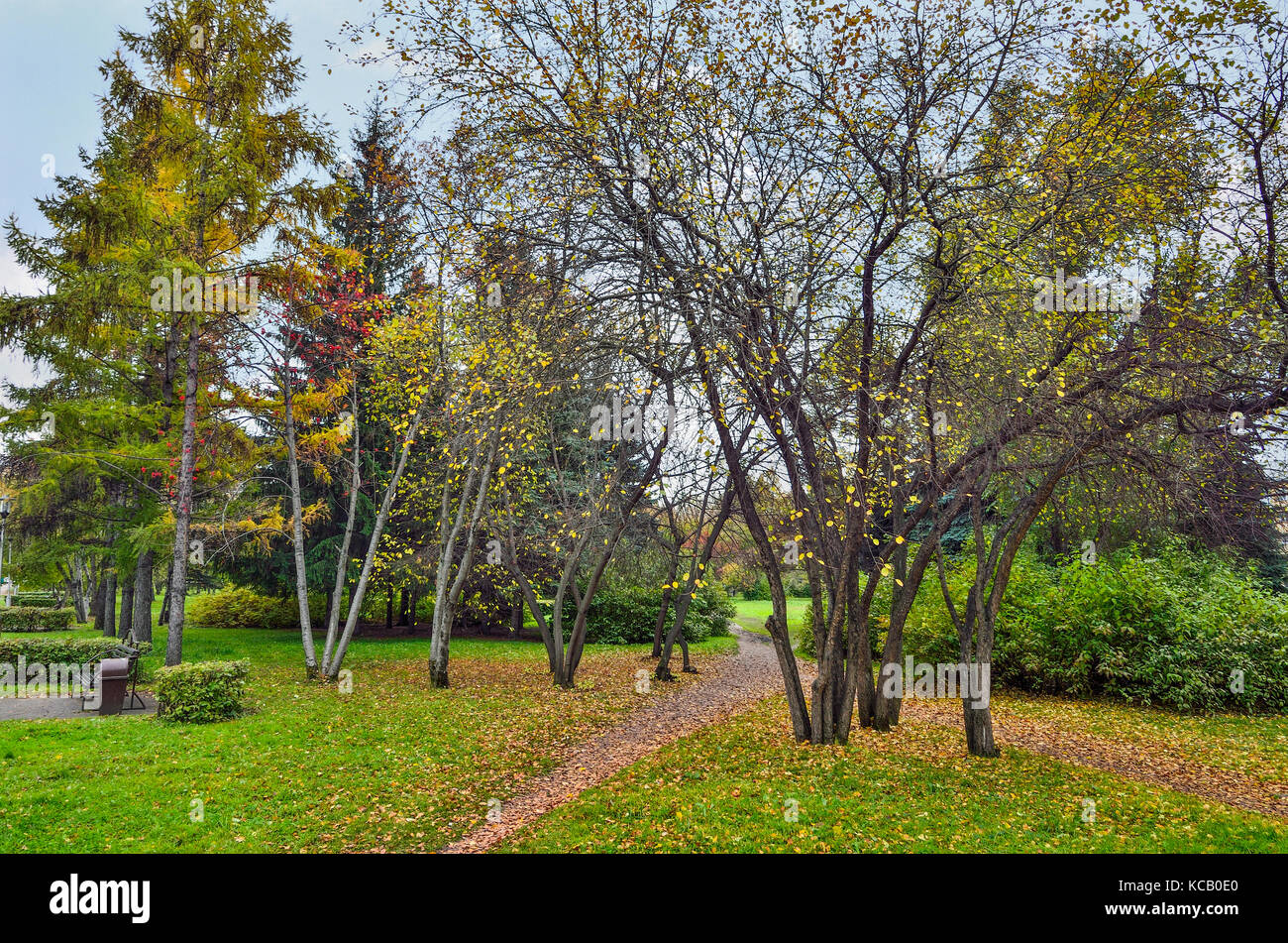 Colorato paesaggio autunnale nel parco della città con percorso disseminato di caduta foglie e bacche rosse di rowan tree Foto Stock