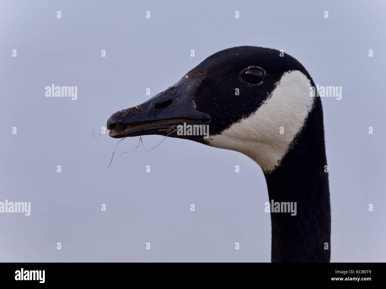 Bella immagine con un simpatico canada goose Foto Stock