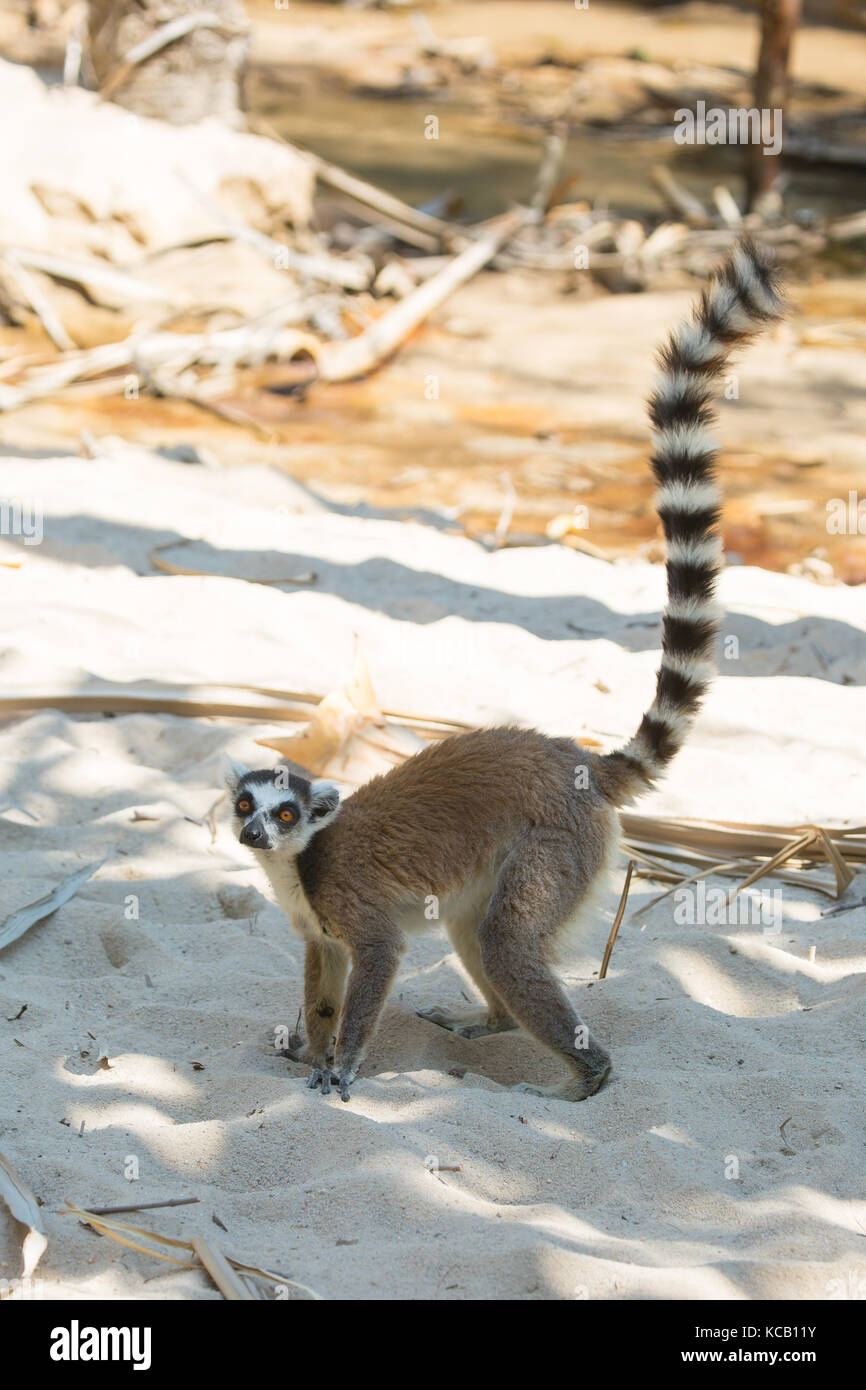 Anello lemure codato foraggio per il cibo sulla spiaggia sabbiosa, Isalo National Park, Madagascar, 2017 Foto Stock