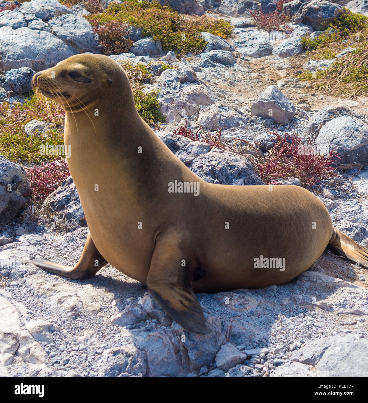 Guarnizioni di tenuta sul sud plaza - Galapagos, Ecuador Foto Stock