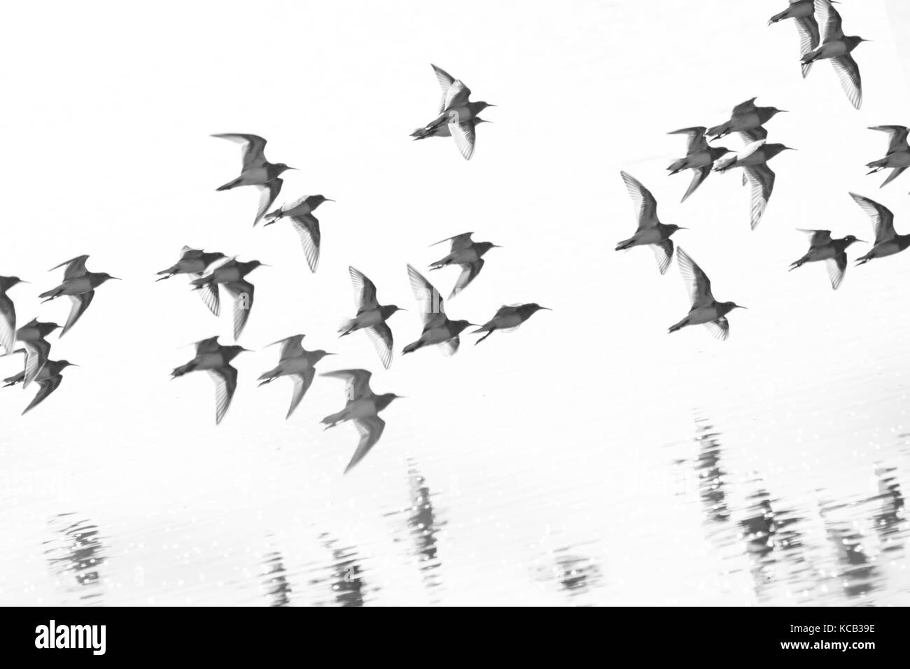 Flying sandpiper a richmond bc canada 2017 sep. Foto Stock