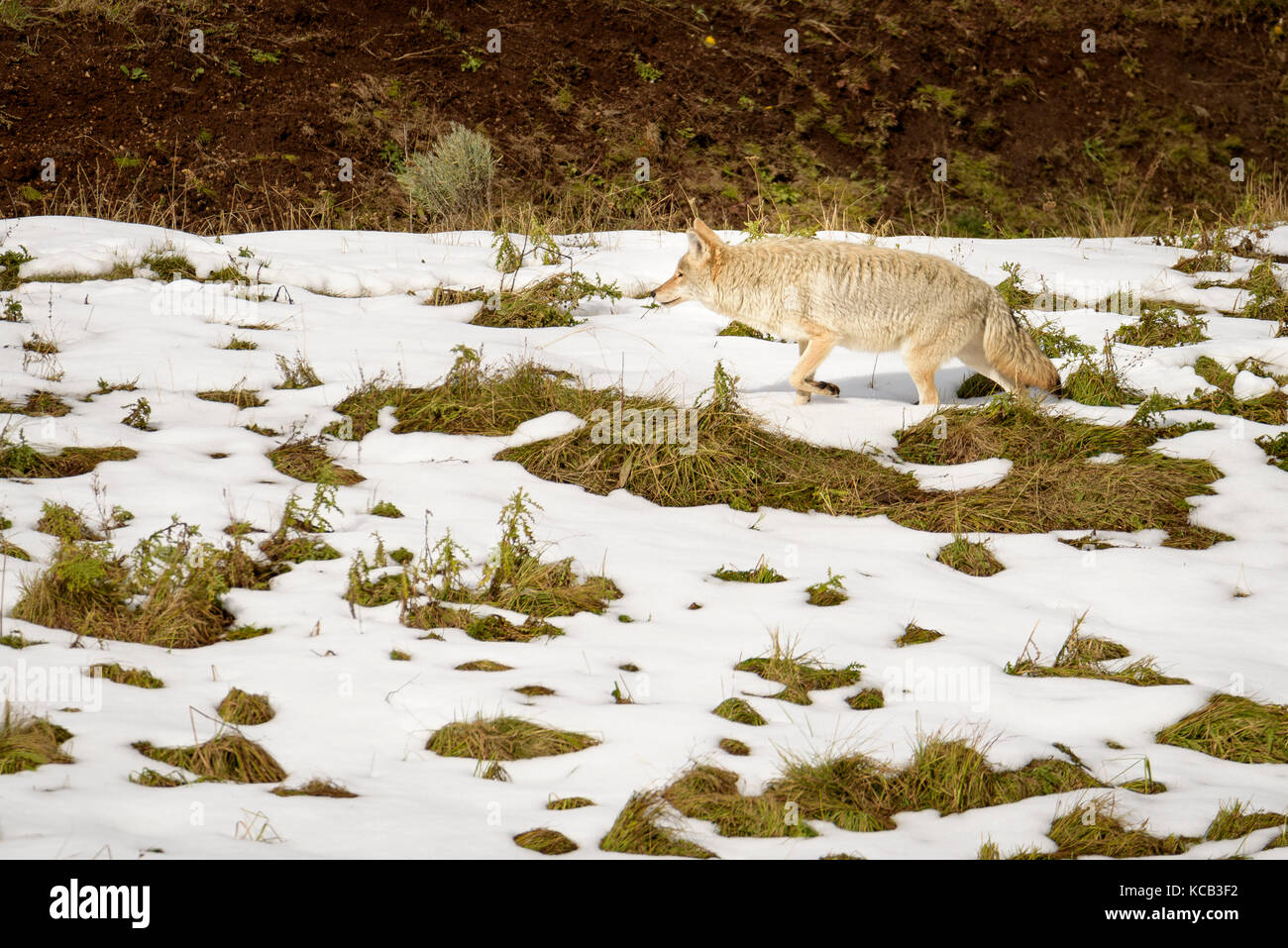 Coyote sul parco nazionale di Yellowstone caccia sulla neve Foto Stock