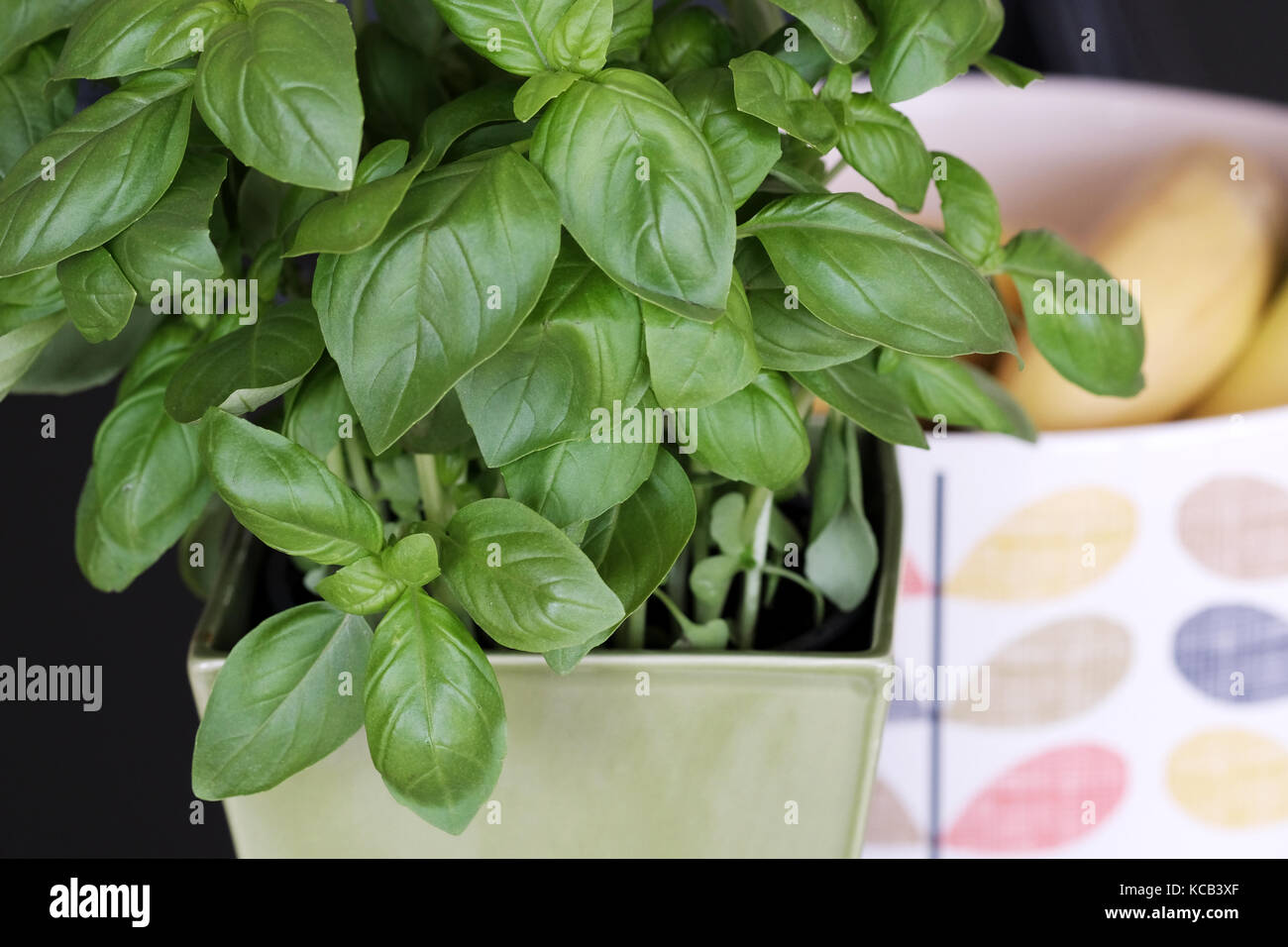 Una pianta di basilico, Ocimum basilicum, coltivata in una cucina domestica per la fioritura e il misurolo Foto Stock