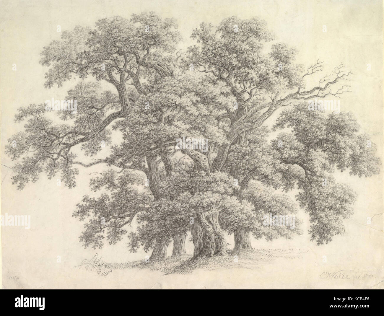 Studio di alberi di quercia (recto), Carl Wilhelm Kolbe, 1800 Foto Stock