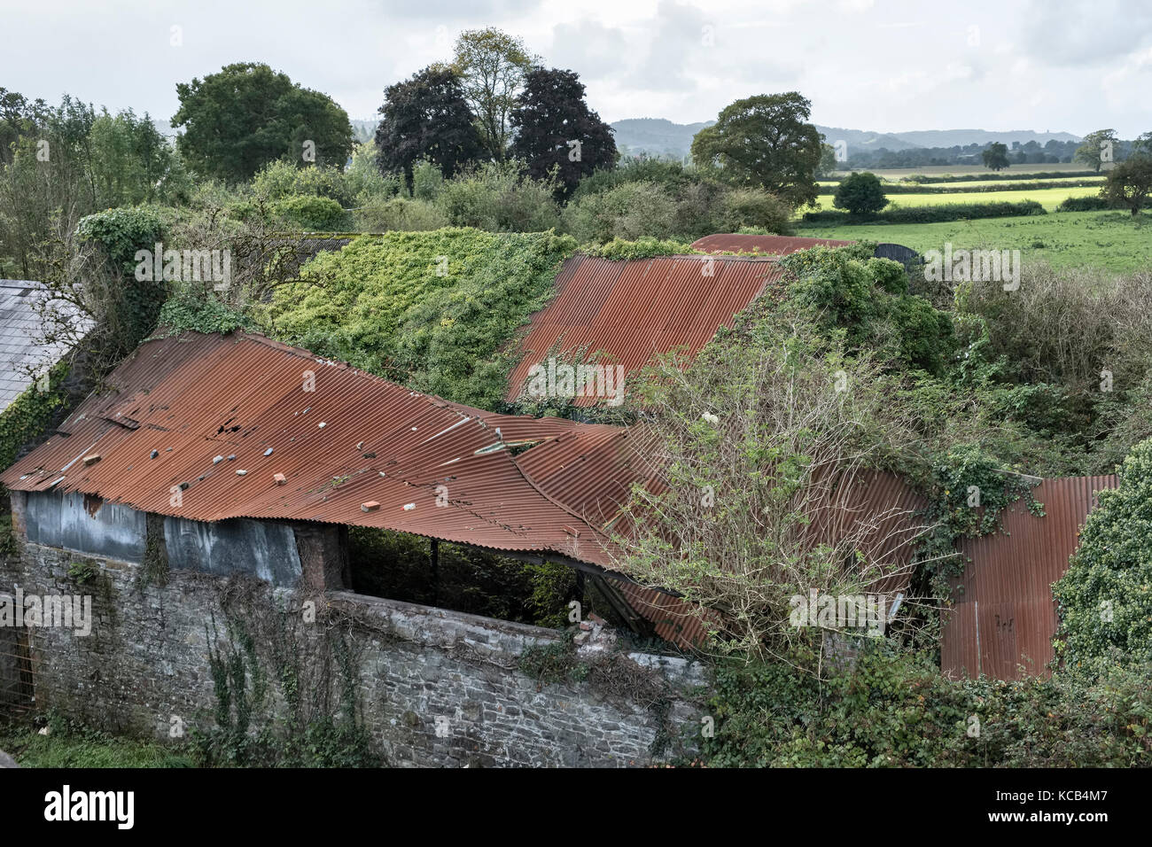 Llandeilo, Carmarthenshire, Wales, Regno Unito. Vecchi fienili di crollo di tetti in lamiera ricoperta di edera Foto Stock