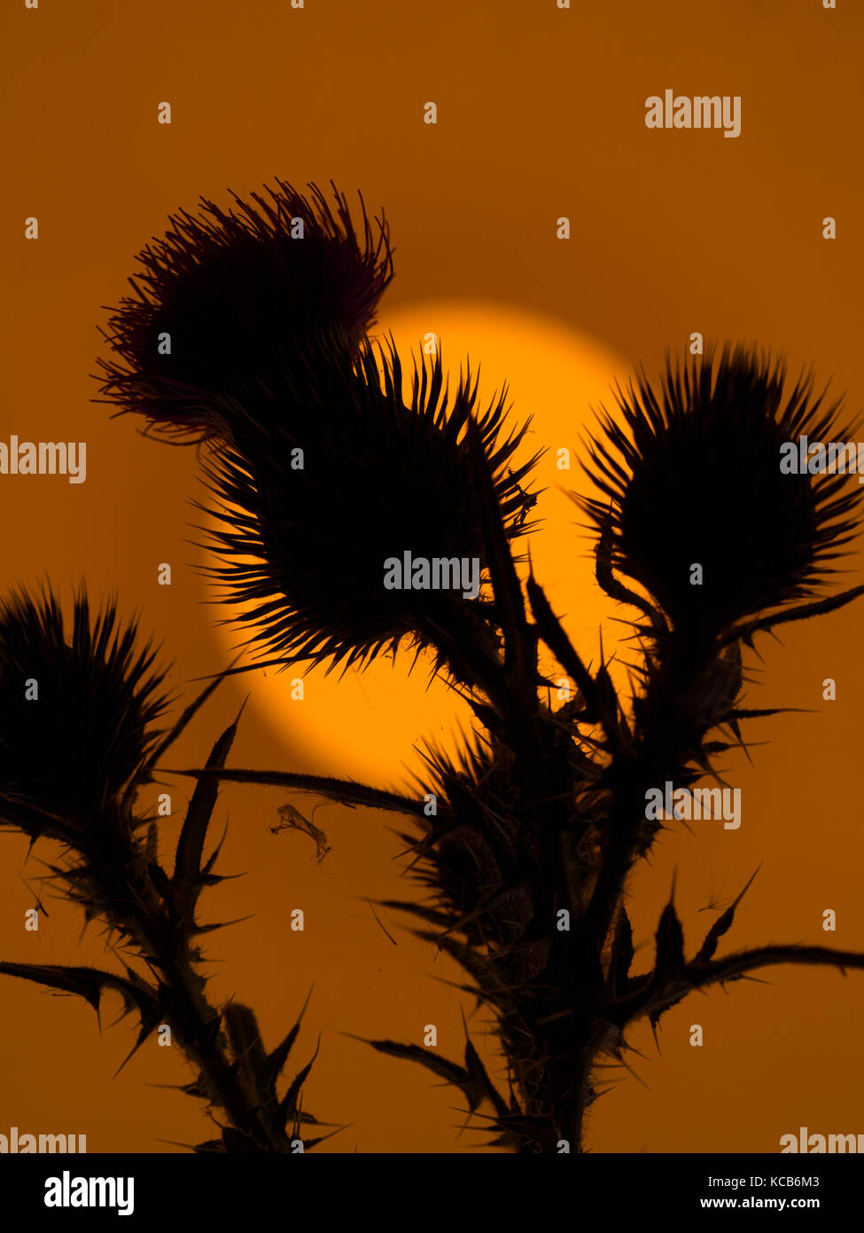 Orecchio di tuono cirsium vulgare o toro thistle, o comune thistle al tramonto Foto Stock