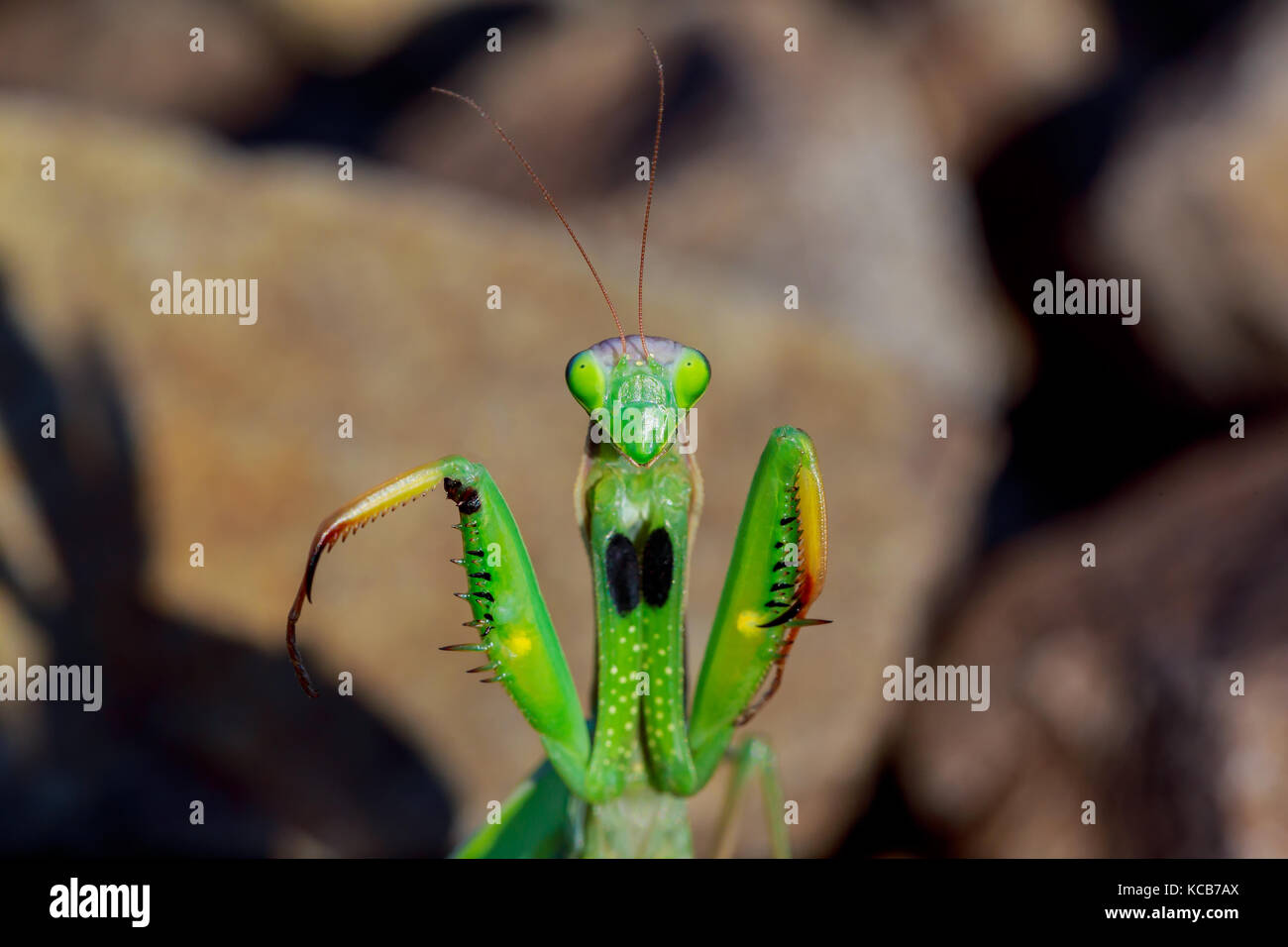 Locusta migratoria testa con elevata profondità di messa a fuoco Foto Stock