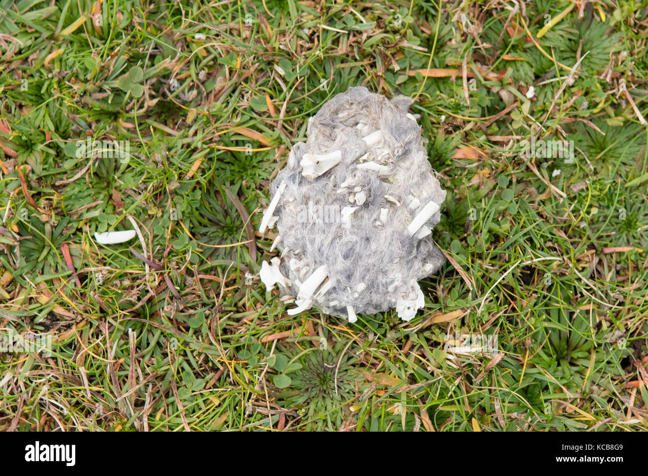 Grande pellet di uccelli contenente pellicce e ossa trovati sulla cima della scogliera, yell, Isole Shetland, Scozia, Regno Unito Foto Stock