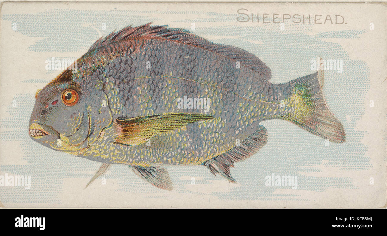 Sheepshead, dal pesce dalle acque americane serie (N8) per Allen & Ginter marche di sigarette, 1889 Foto Stock