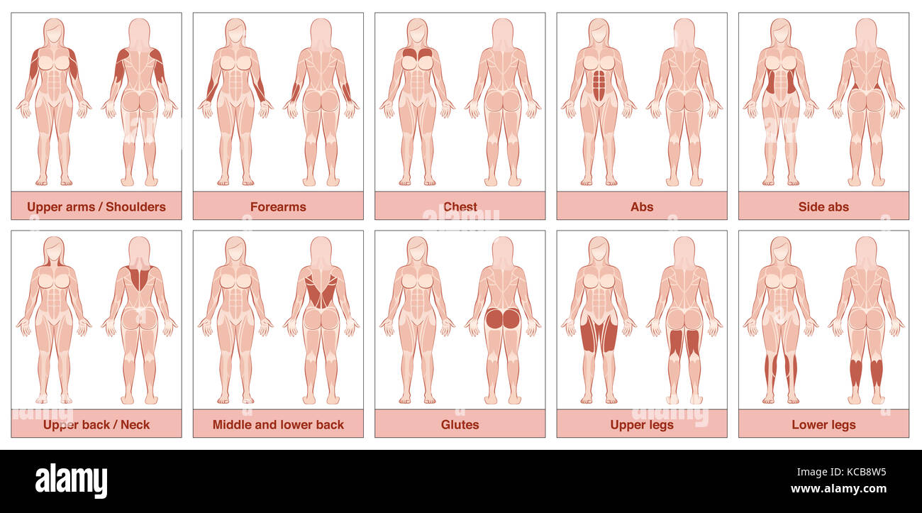 Gruppo di muscoli grafico - corpo femmina con la più grande muscoli umani, diviso in dieci carte marcate con nomi e opportuno evidenziare gruppi muscolari. Foto Stock