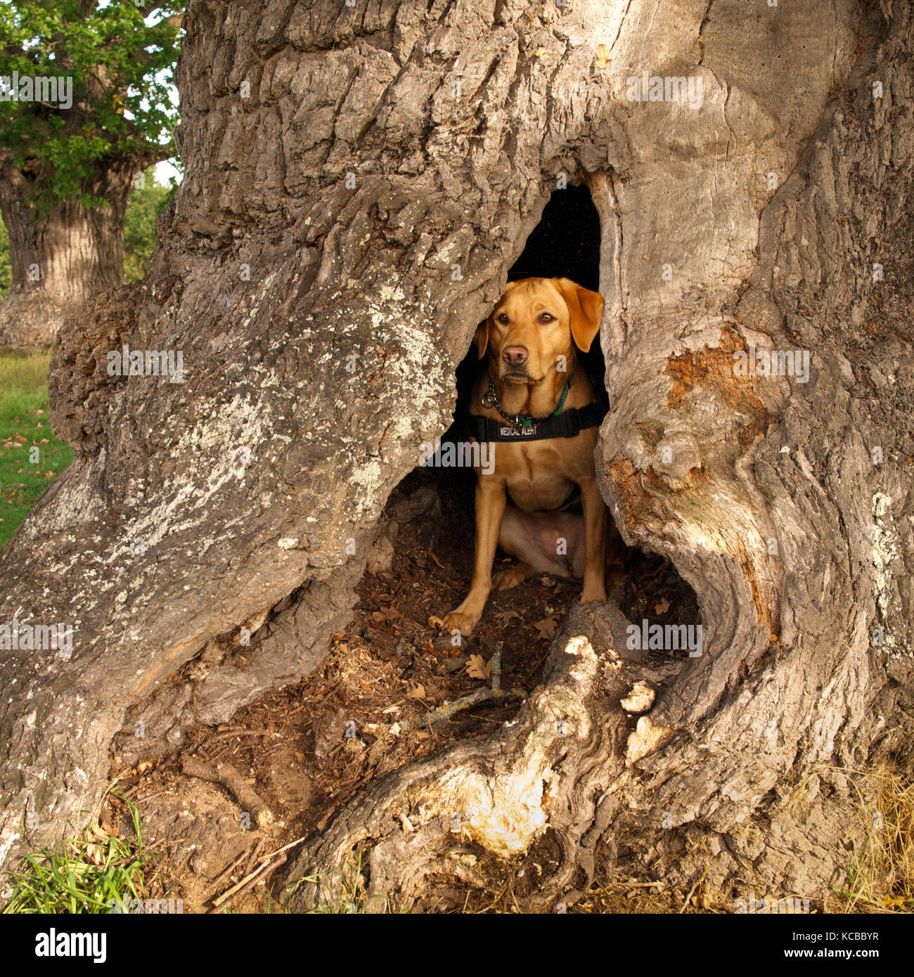 Servizio in attesa del cane nel tronco cavo di un antico albero di quercia Foto Stock