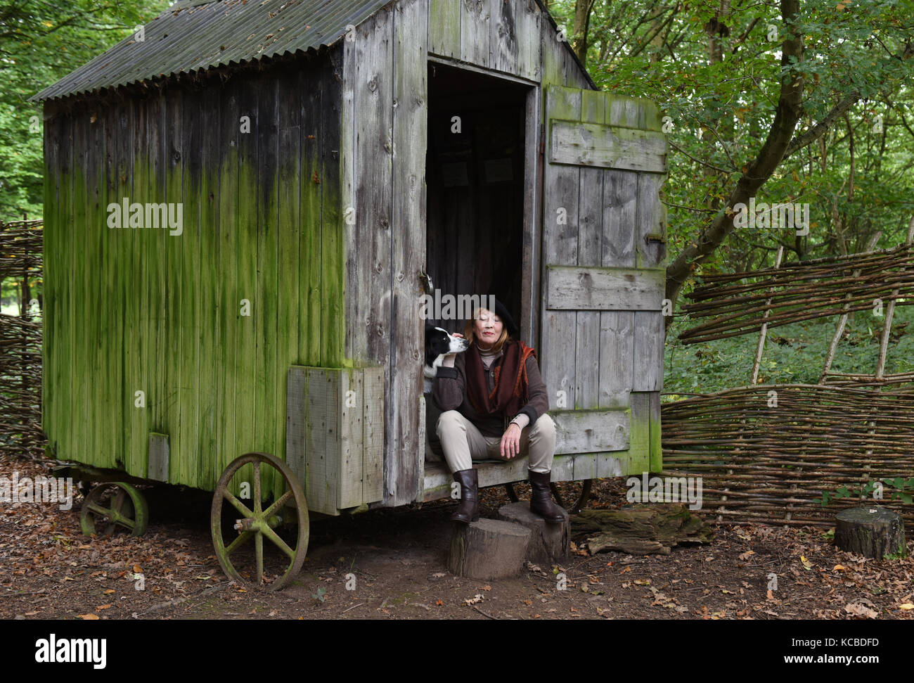 Donna che si rilassa con il cane collie di bordo dell'animale domestico al giardino del bosco Capannone su ruote Gran Bretagna isolato isolamento isolamento rurale nascondiglio ritiro Foto Stock