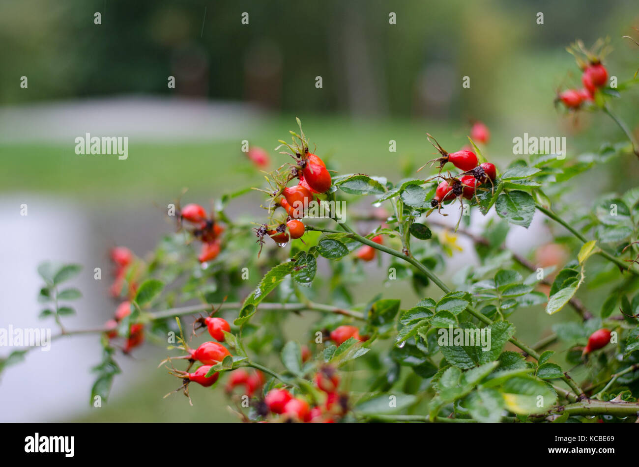 Una boccola con rosa canina in autunno la pioggia. Foto Stock