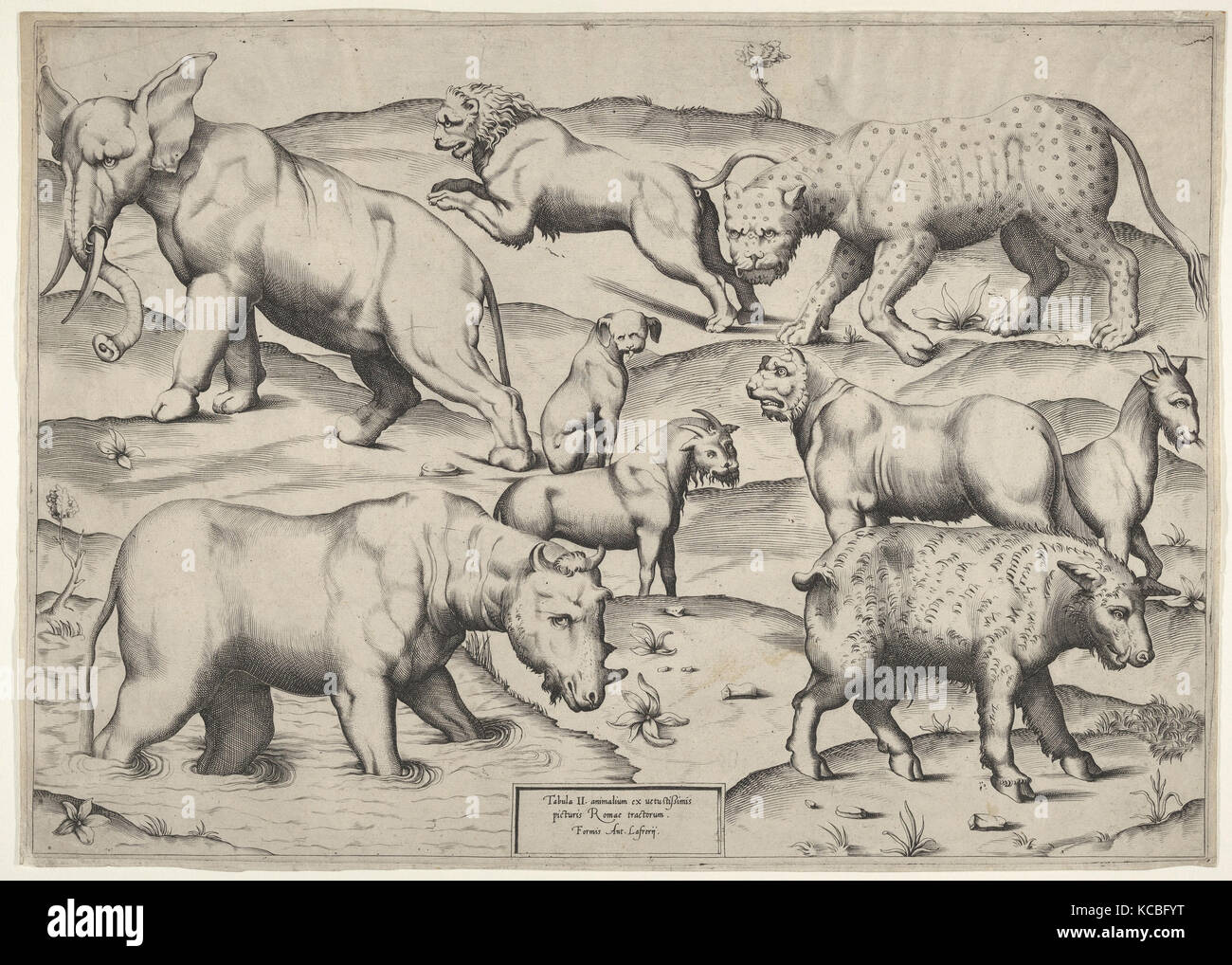 Vari animali, incisione, Piastra: 11 7/8 x 16 7/8 in. (30,2 x 42,8 cm), stampe, anonimo, italiano del XVI secolo Foto Stock