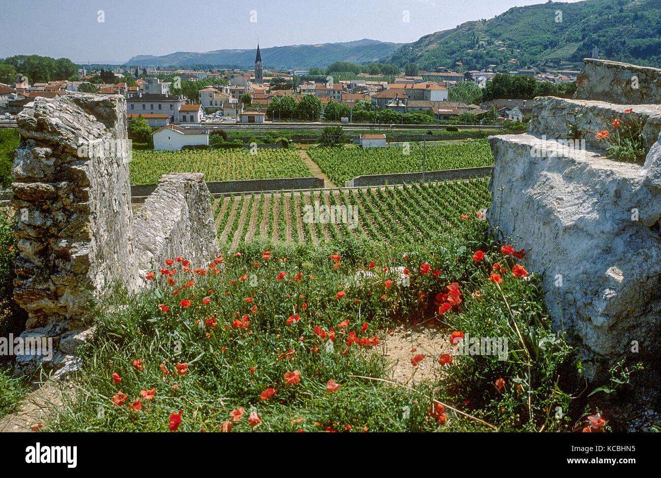 Hermitage vigna a Tain l'Hermitage, la valle del Rodano, Francia Foto Stock