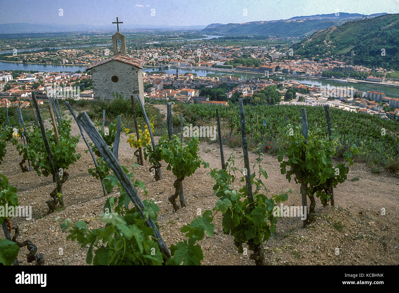 Hermitage vigna a Tain l'Hermitage, la valle del Rodano, Francia Foto Stock