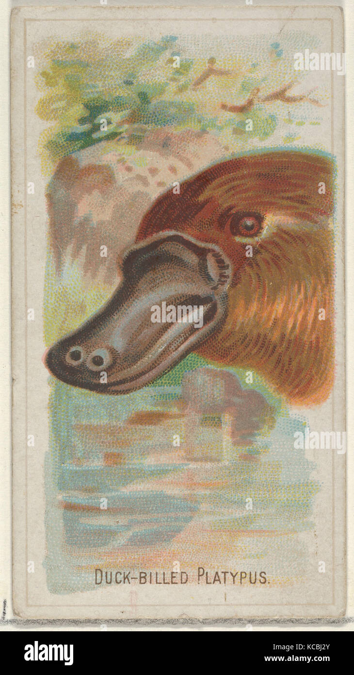 Duck-Billed Platypus, da animali selvatici della serie mondiale (N25) per Allen & Ginter sigarette, 1888 Foto Stock
