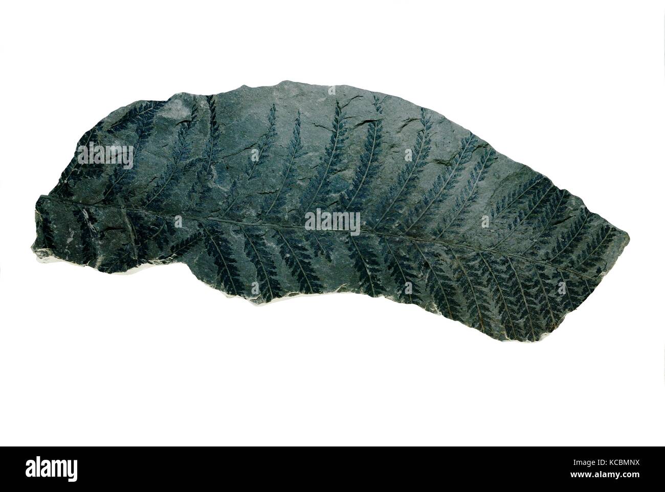 Sphenopteris carbonized fossilized Fern frond leaf Coniopteris hymenophylloides dell'era giurassica nel Museo del carbone della Cina. Taiyuan, Shanxi Foto Stock