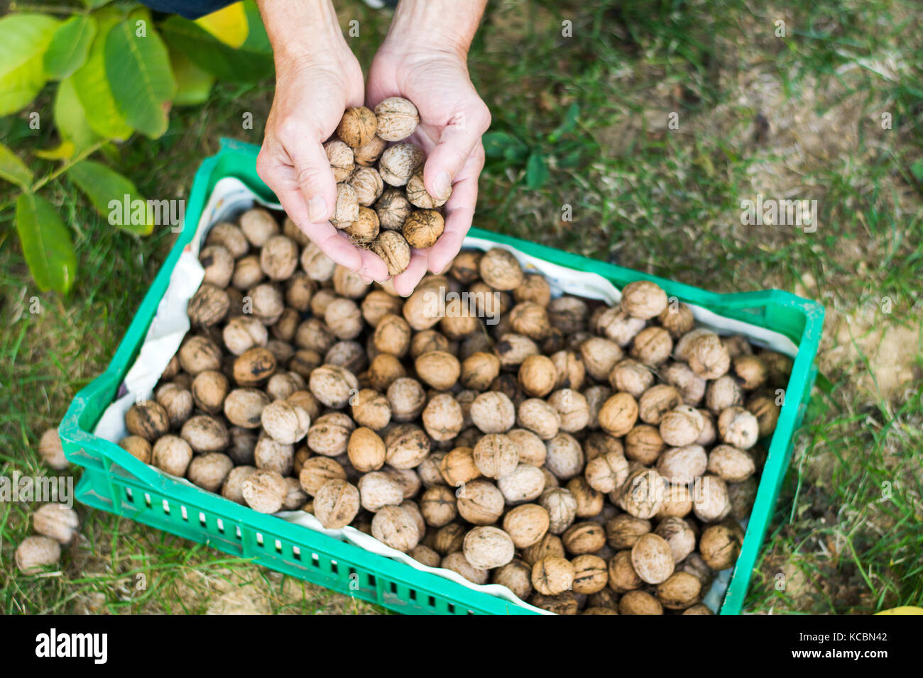 Uomo di aggiungere le noci raccolte nel cestello Foto Stock