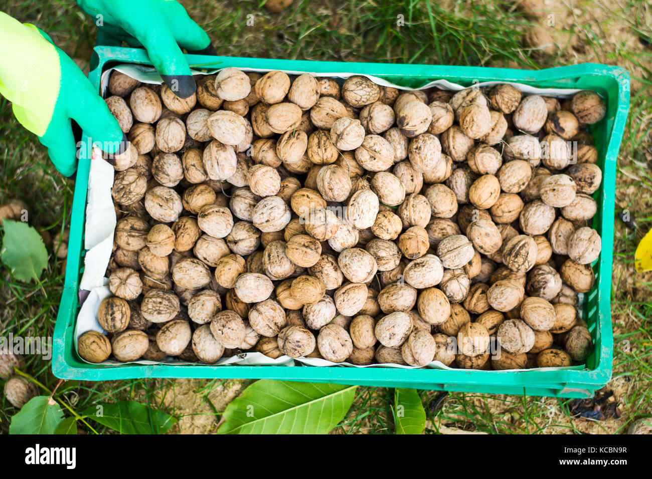 Lavoratore della scatola di contenimento con freschi raccolti di noci Foto Stock