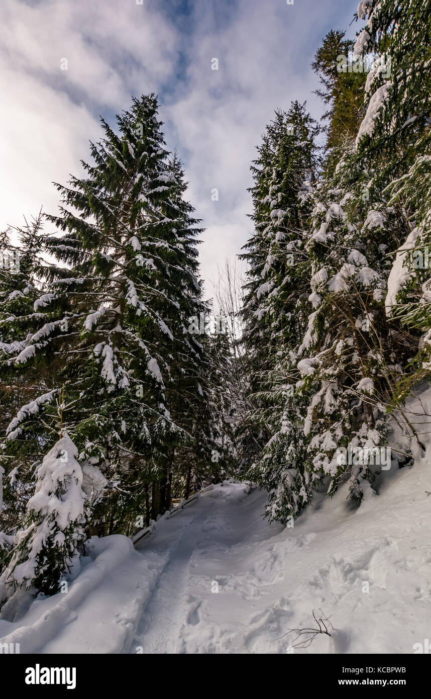 Percorso attraverso il bosco di abete rosso in inverno. bellissimo paesaggio naturale con alberi innevati di prima mattina Foto Stock