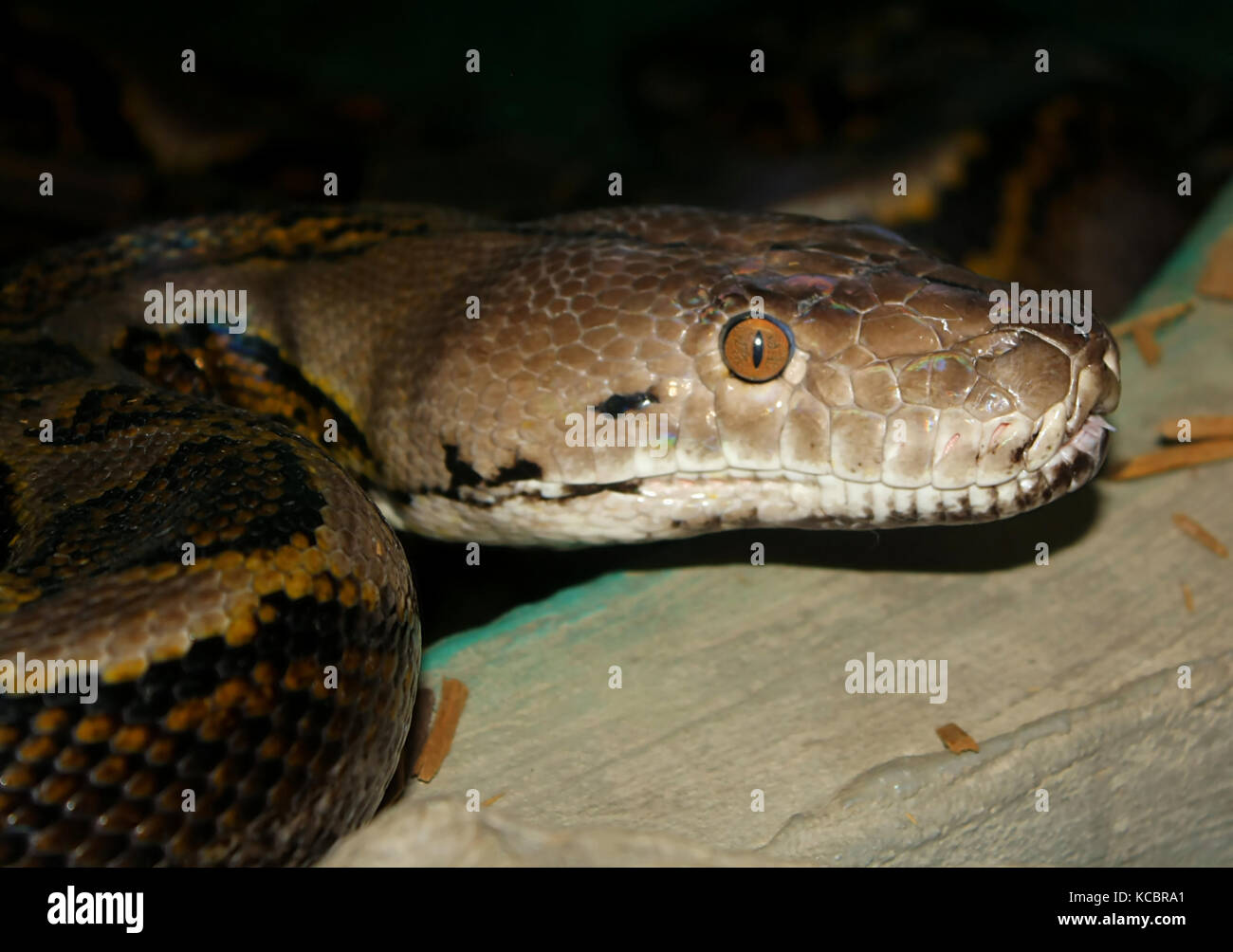 Cross-linked (python python reticulatus) Foto Stock