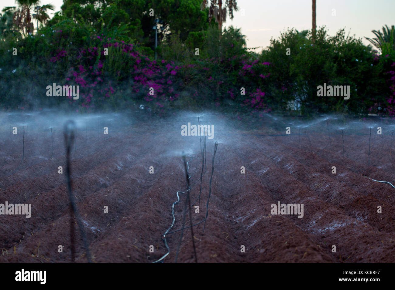 L'acqua degli sprinkler su un campo in Grecia Foto Stock