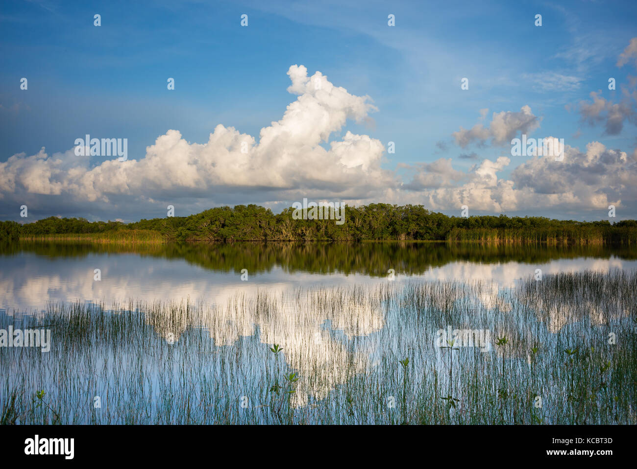 Parco nazionale delle Everglades paesaggio. Everglades National Park è situato nel sud della Florida, Stati Uniti. Habitat di coccodrilli americani. Foto Stock