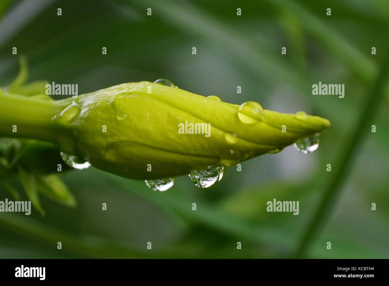 La bellezza di scorrimento caduta di pioggia su golden tromba bud. Foto Stock