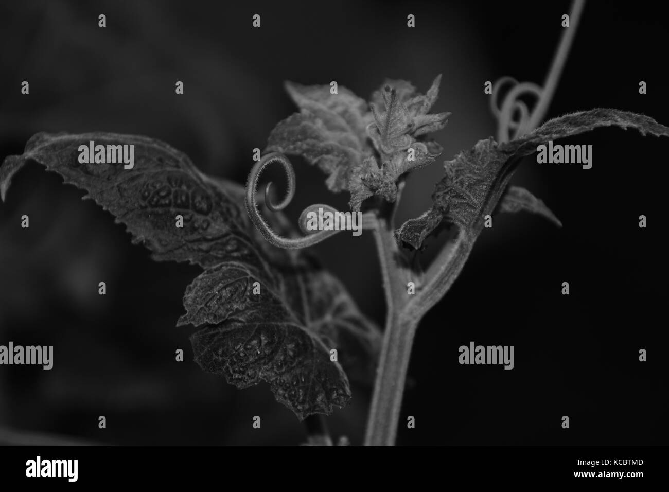 La consistenza delle foglie in bianco e nero Foto Stock