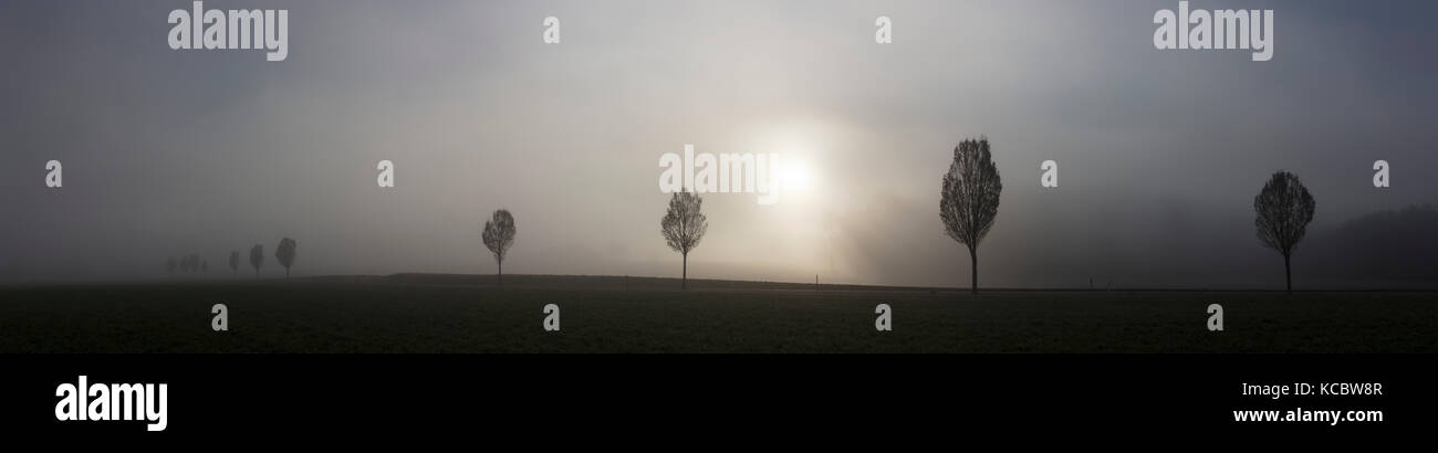 La nebbia e alberi, sagome, Frauenfeld, Turgovia, Svizzera Foto Stock
